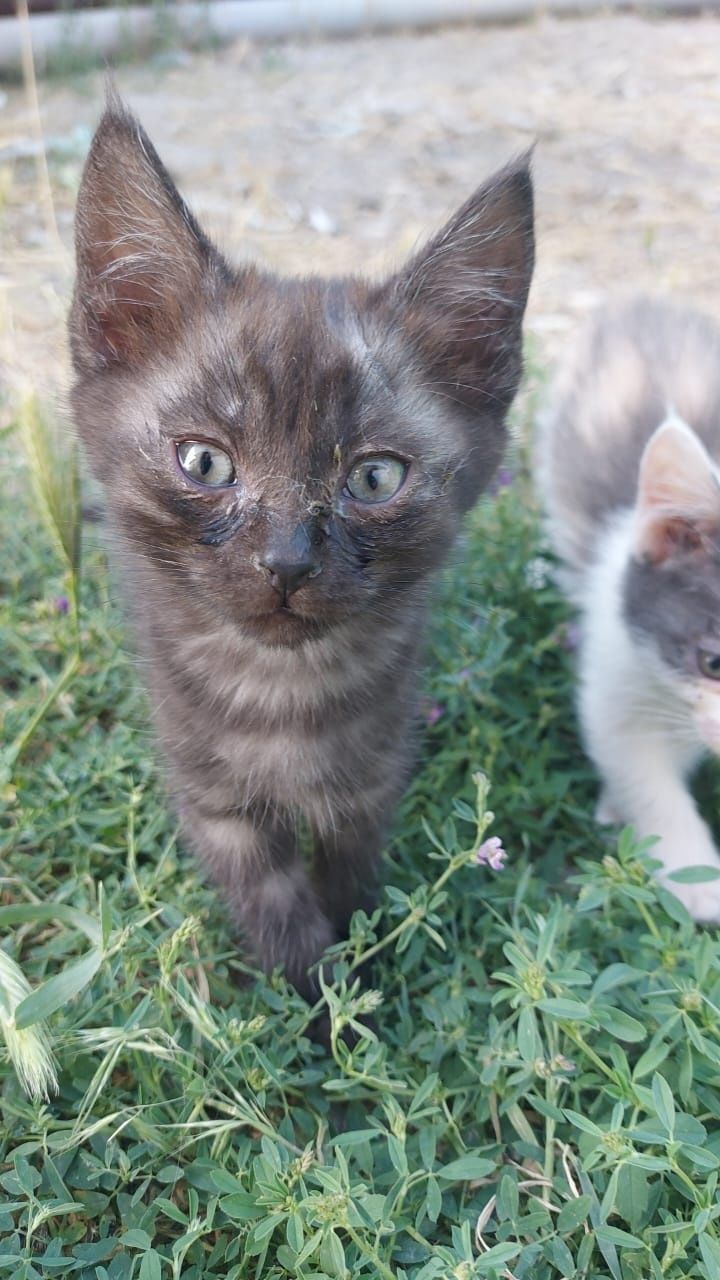 Котята 2мес. Домашние,воспитанные,приучены к лотку