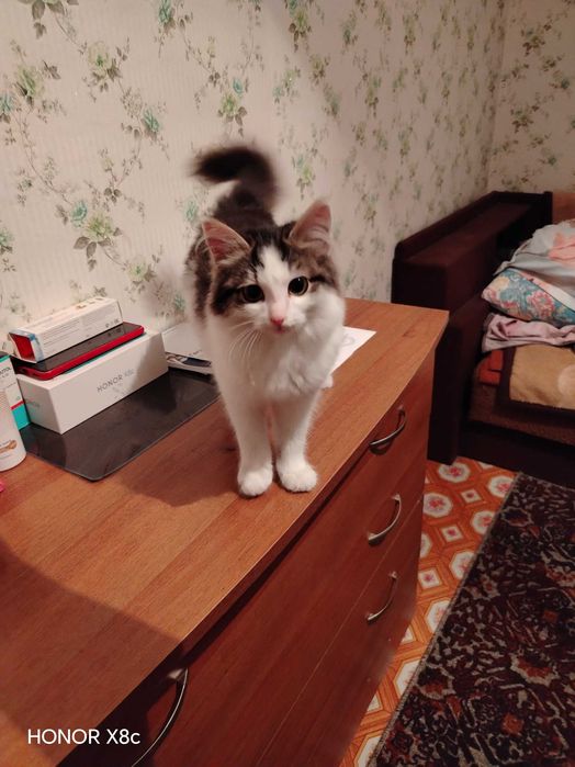 Отдам бесплатно котёнка девочка