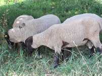 Berbeci  Suffolk 4 buc