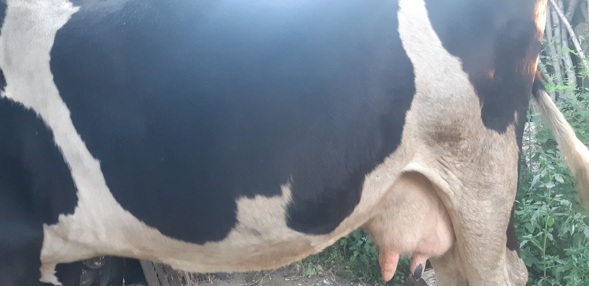 vacă rasa Holstein,bună de lapte.tel07x55x22x59x99