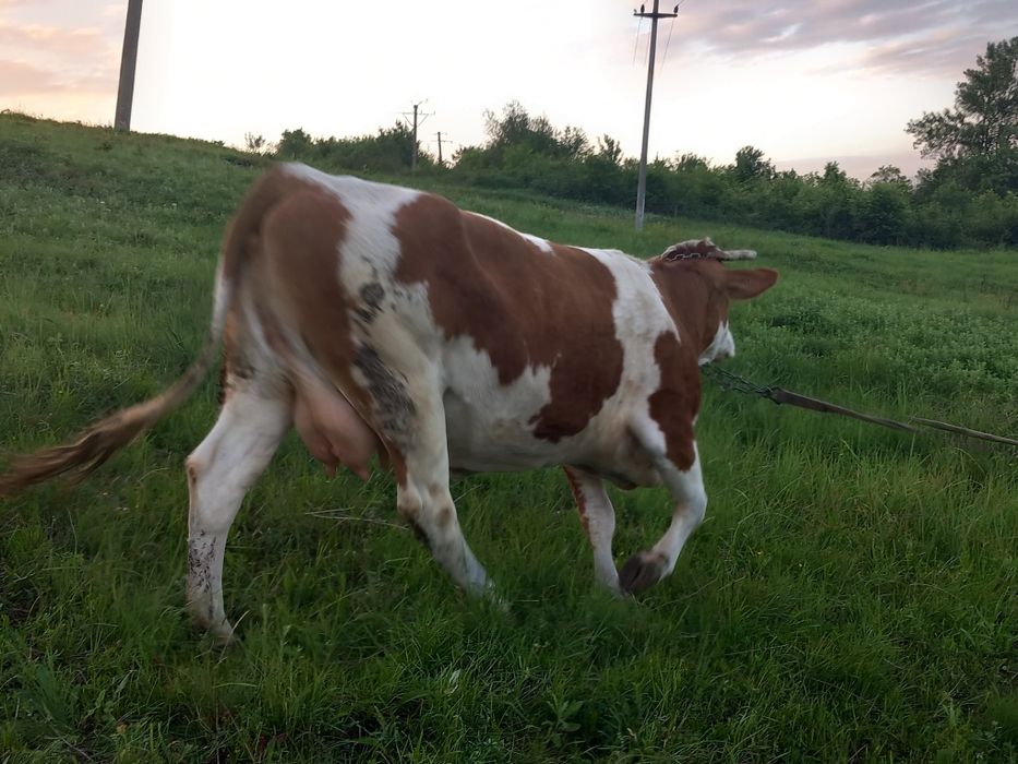 Vacă bălțată  5  ani