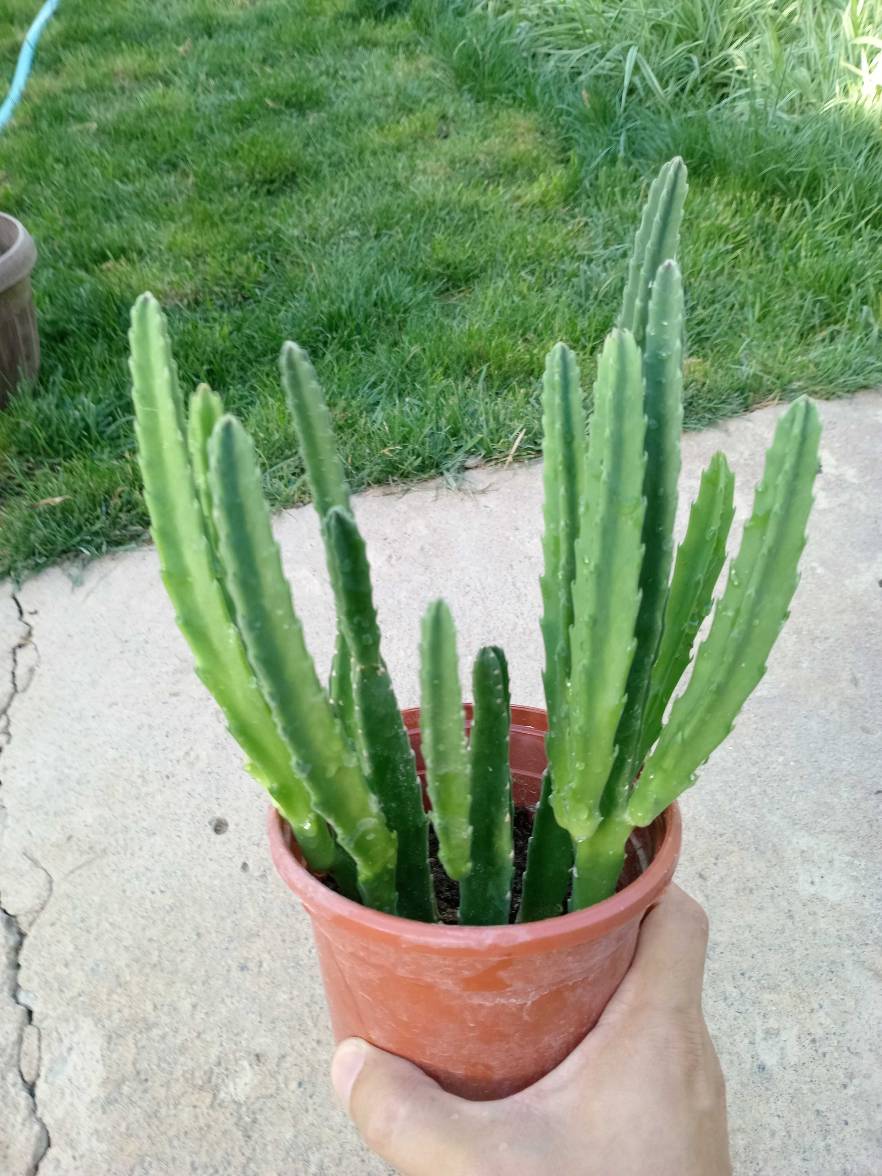 Стапелия /  Stapelia grandiflora