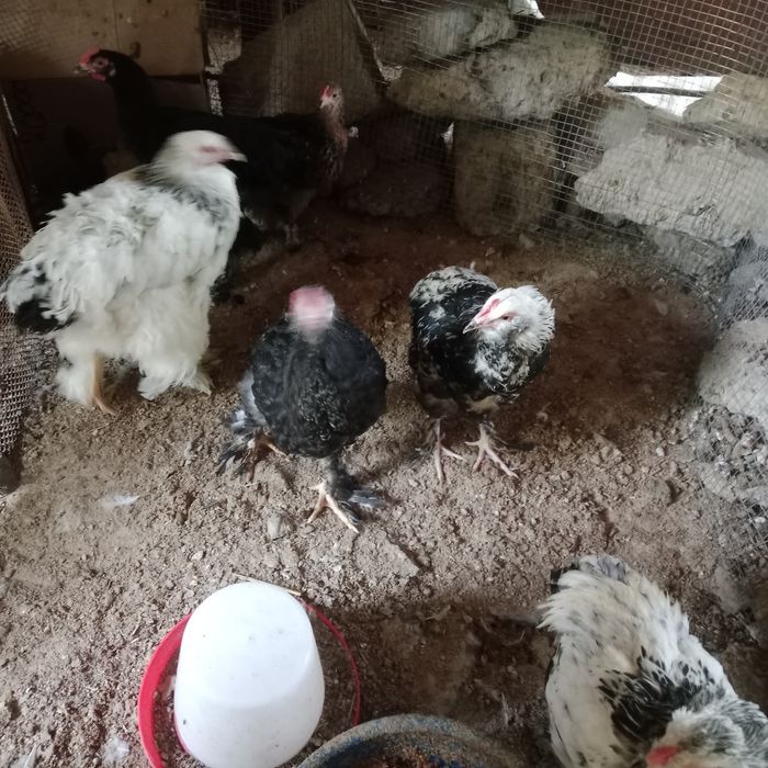 Brama  horoz va tovuq  va joja bor  sotilad sirochna