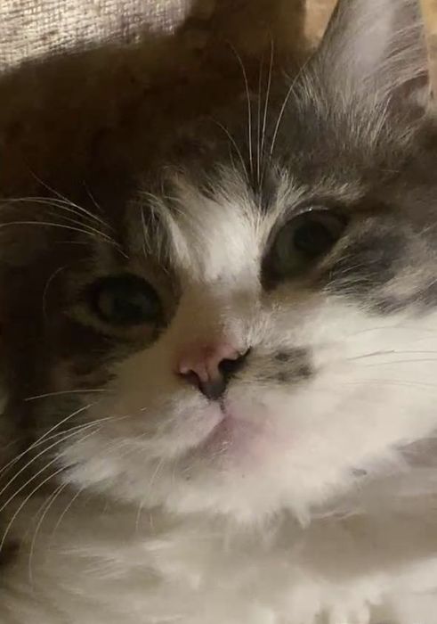 Молодой котик в поиске хозяев!