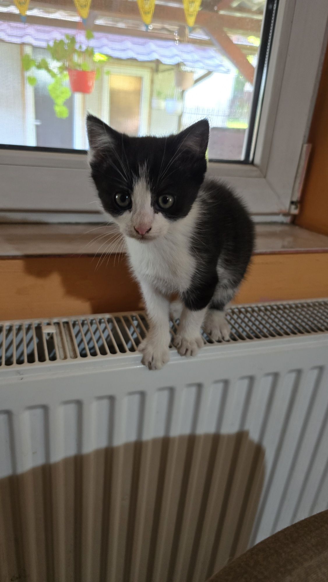 Ofer pisici spre adopție