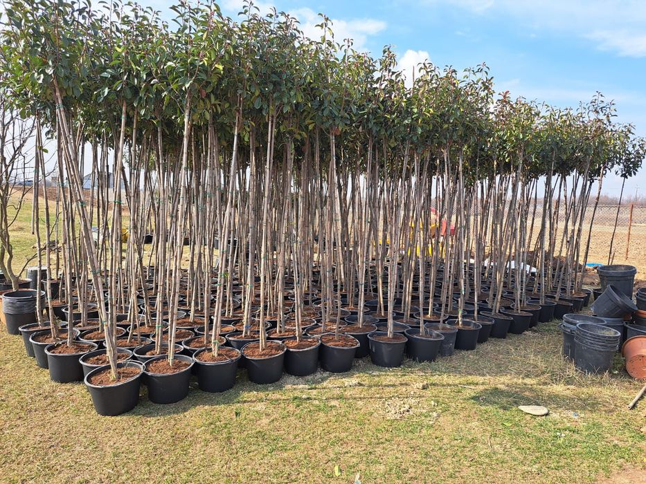 Tuia leylandii brazi arginti etc