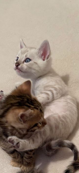 Pisica bengal alb , ochi albaștri