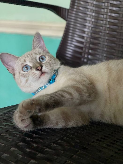 mushuk Siamskiy zotli