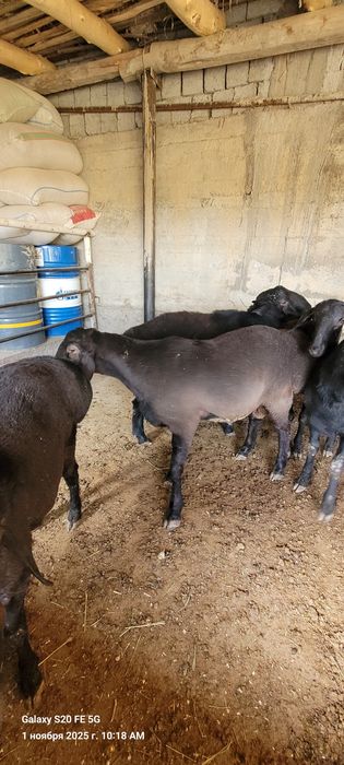 Qòchqorlar sotiladi