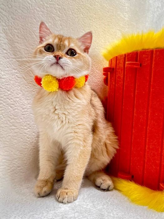 Британский котенок шоколадная золотая шиншилла (by 11) с документами.
