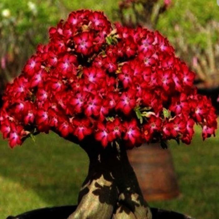 Adenium - Trandafirul Desertului De Vanzare
