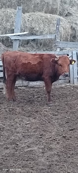 продам бычка и тёлку на согум