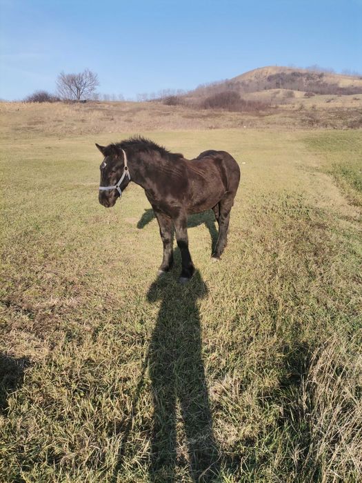 Vand manz negru deosebit !