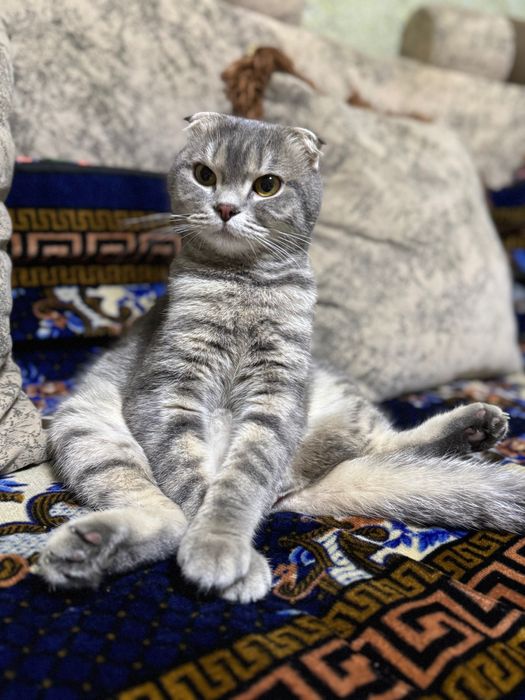 Кошка весло ухая Шотландская