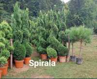 Tuia, brazi, pini, magnolii, arțar, Spirale, ponpon, enuperi, mesteaca