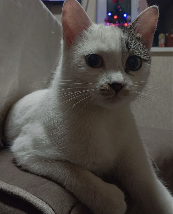 Отдам кошечку в добрые руки. Mushukni mehribon qo’llarga hadya qilaman