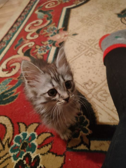 Отдам котят в добрые руки