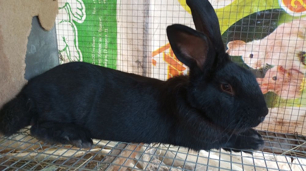 Quyonlar sotiladi sames