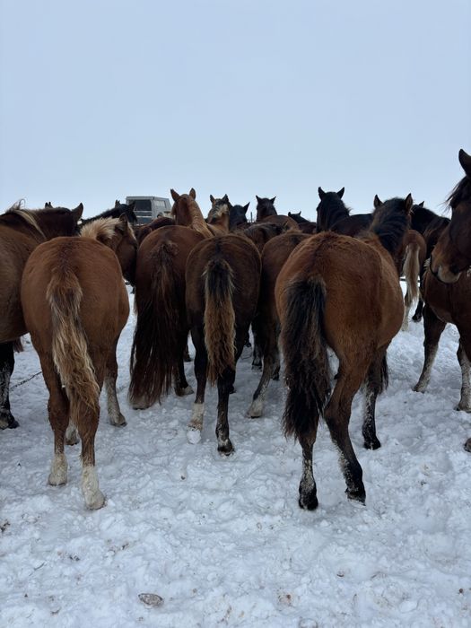 Жабағылар сатылат