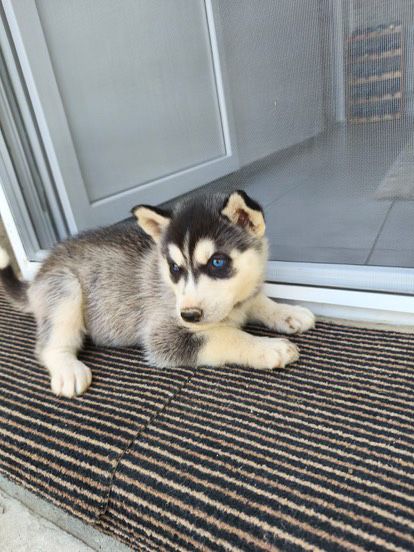 Pui husky siberian