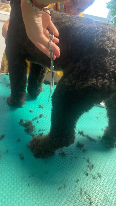 Servicii de infrumusetare pentru animale de companie