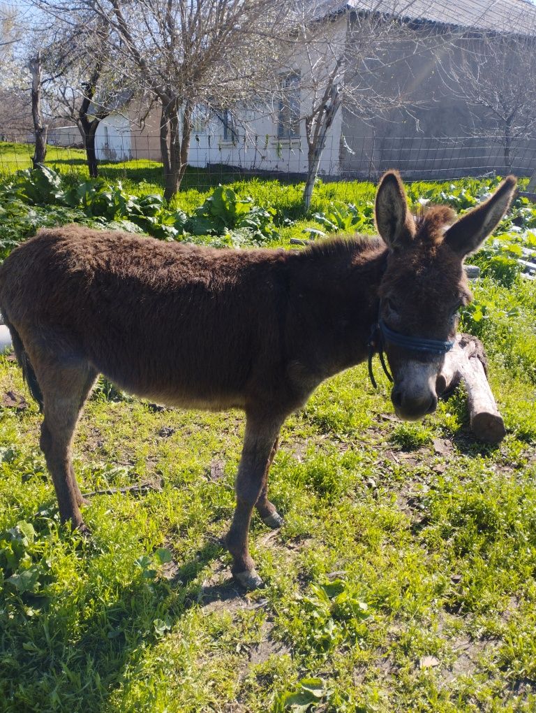 Ассаламу алейкум