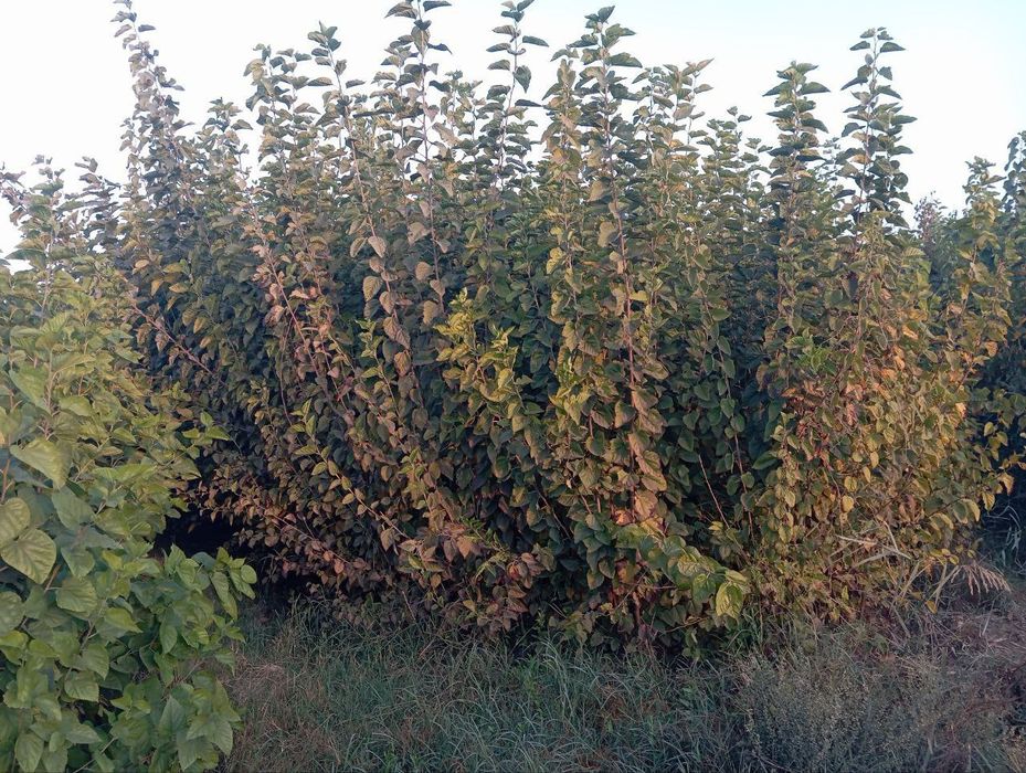 Тут кучатлари сотилади. 2 йиллик. Буйи 2 метр.