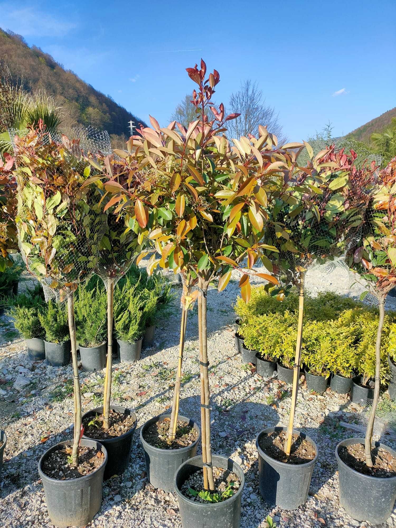 Photinia – Gard viu elegant + Transport + Montaj