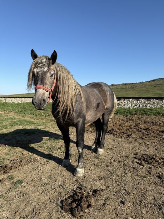 Vand harmasar de 3 ani