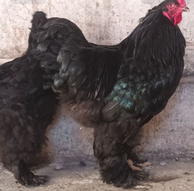 Familii de rasa mare wiandotte combatant, brahma cochinchina
