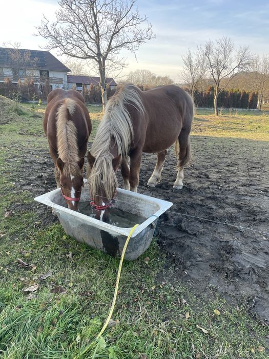 Vand 2 iepe si un manz