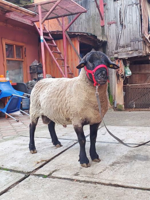 Suffolk berbec oi suffolk