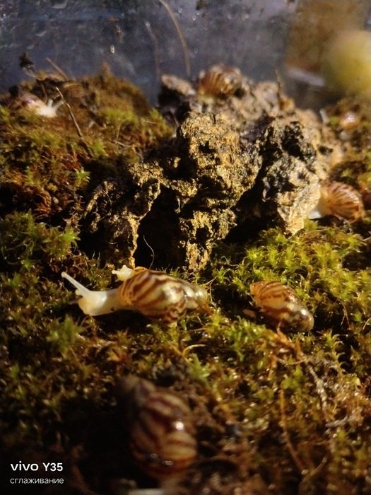 Продам улиток ахатин  по 500 тенге за штуку