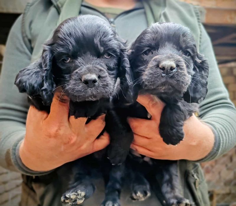 Мъжко и женско кученце Кокер-спрингер шпаньол