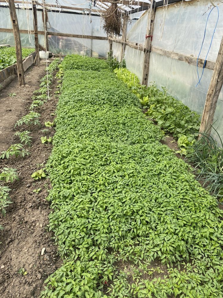 Vand rasaduri bio si numai bune de plantat