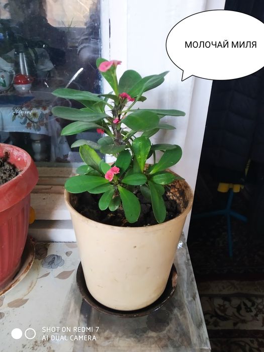 МОЛОЧАЙ МИЛЯ цветок на горшке