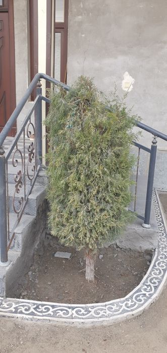 Маржавина Арча бўйи 3-4метр жуда фойдали.Ўзидан хид чиқаради