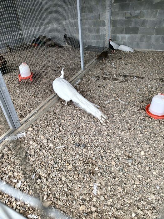 Продавам или заменям мъжки бял паун