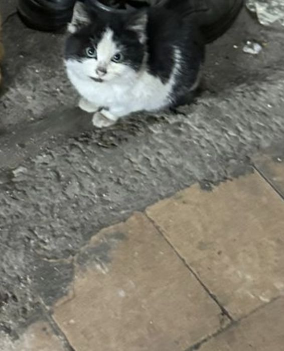 Отдам котенка в добрые руки.