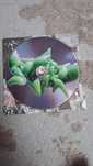 Диск aespa из альбома MY WORLD