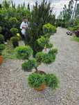 Juniperus bonsai etc