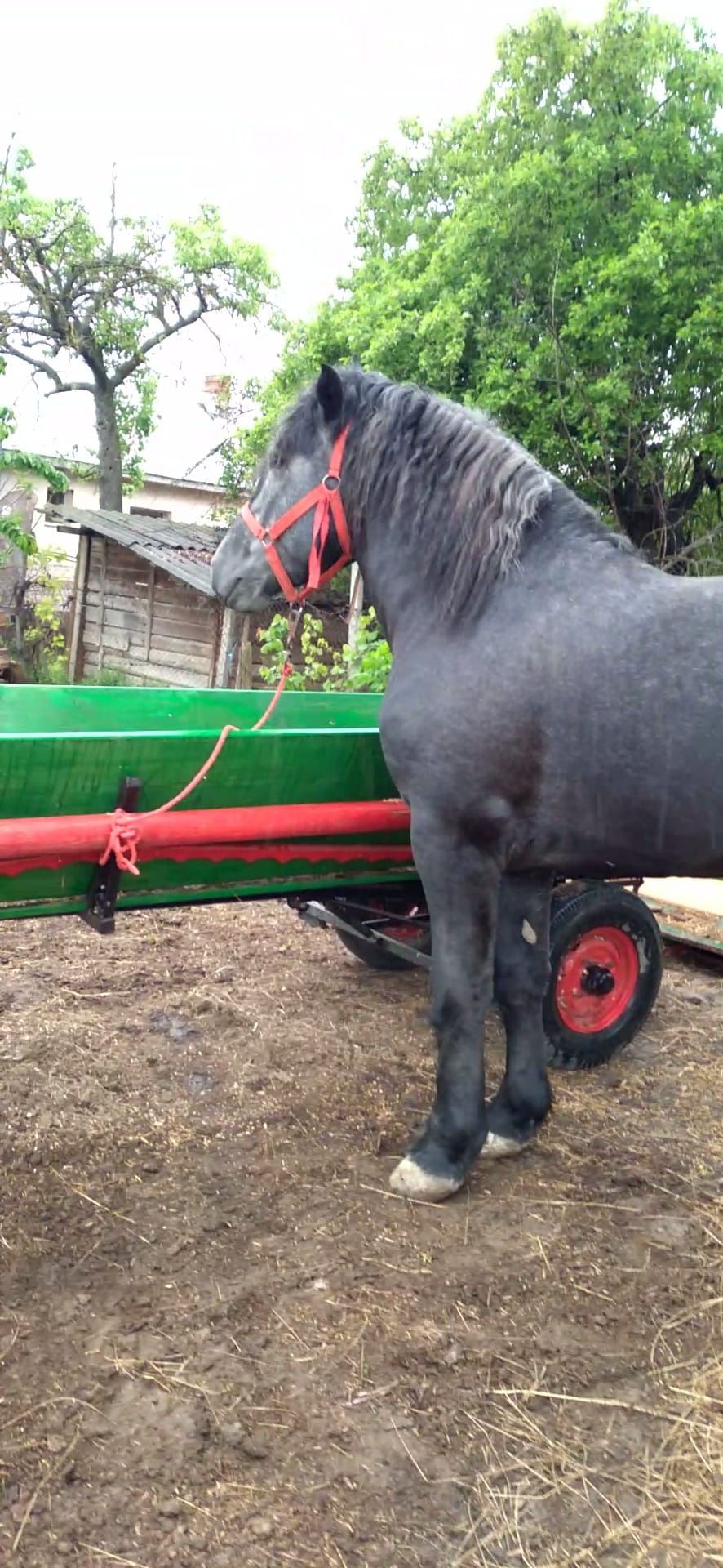 Armasar percheron pentru monta
