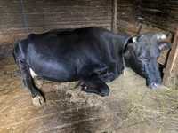 Vaca Holstein de 5 ani
