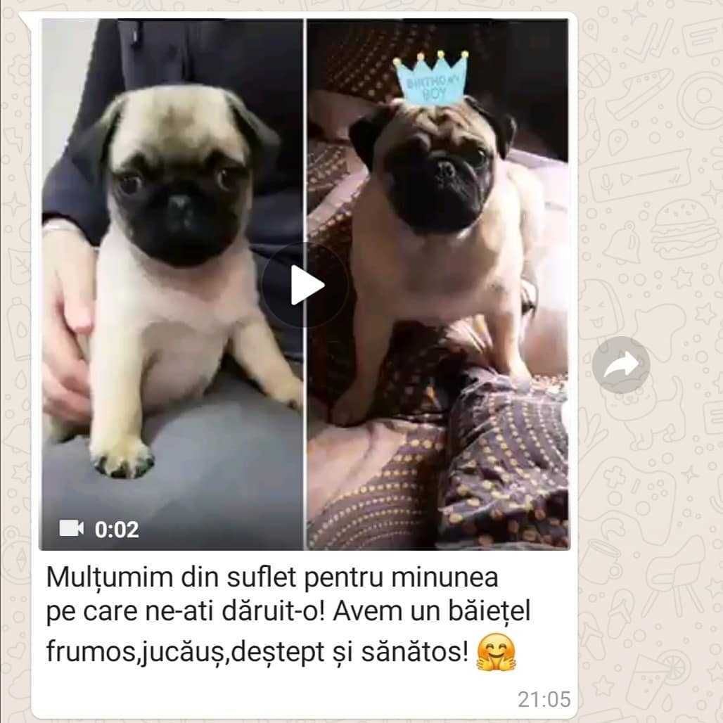 Pui rasa Pug/Mops