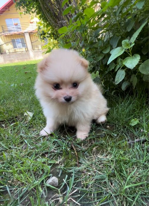 Femela Pomeranian, cel mai mic pret din tara!