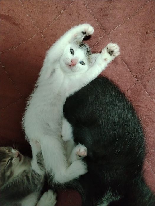 Donez pui de pisică