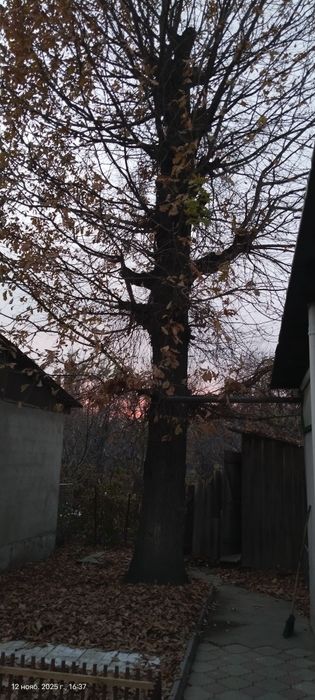 Больший Дуб на спил