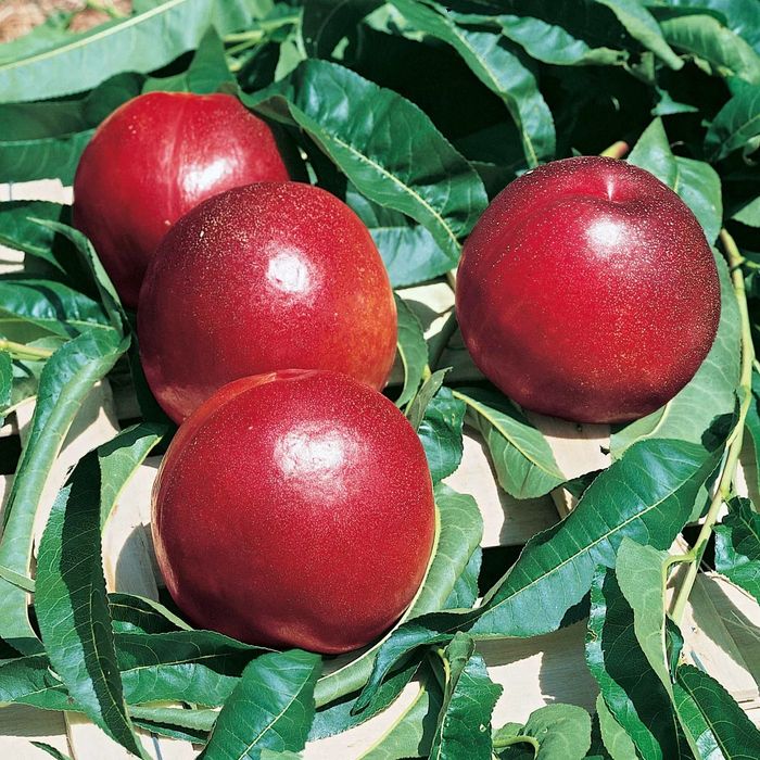 Pomi Fructiferi deosebiti nectarin venus