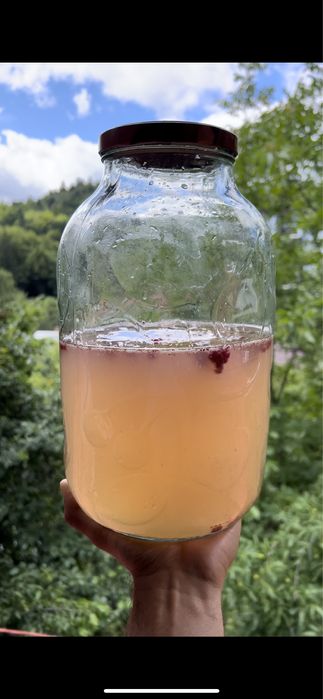 Probiotice Kombucha, Kefir de Apă și de Lapte de Capră Fermentat