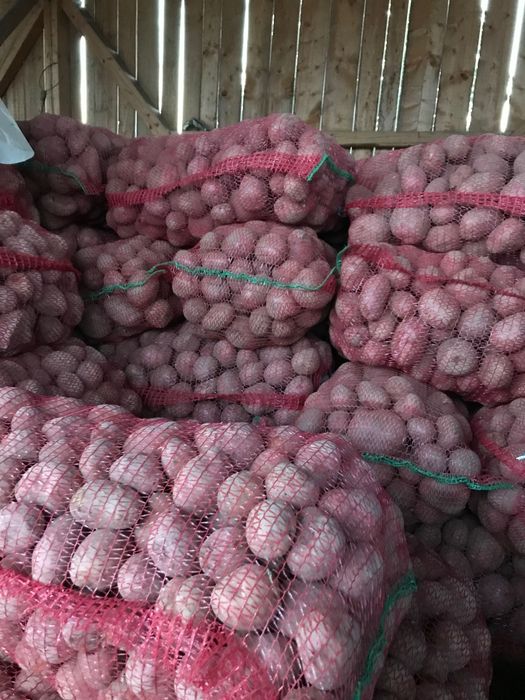 Cartofi rosu si alb de vanzare